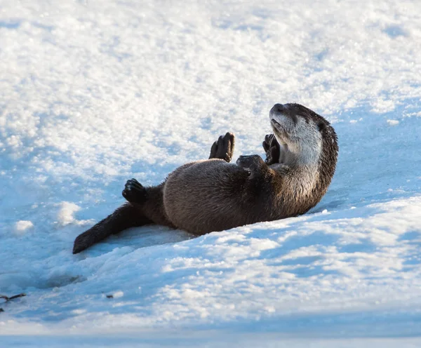 Otter Winter Natuur Fauna — Stockfoto