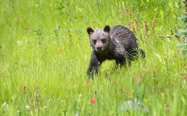 Niedźwiedź Grizzly Zwierzę Natura Fauna — Zdjęcie stockowe