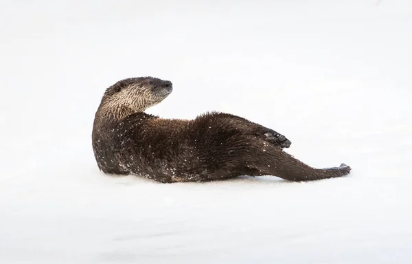 Vahşi Nehir Samuru Hayvan Doğa Fauna — Stok fotoğraf