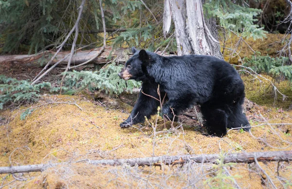 Urso Negro Estado Selvagem Animal Natureza Fauna — Fotografia de Stock