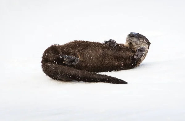 River Otter Invierno Naturaleza Fauna —  Fotos de Stock