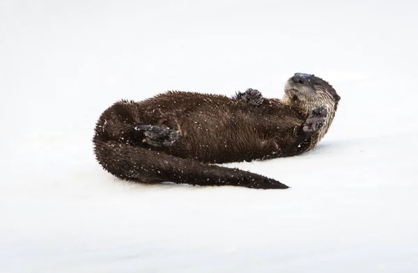 Fischotter Winter Natur Fauna — Stockfoto