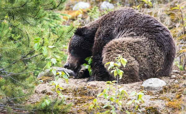 Urso Pardo Animal Natureza Fauna — Fotografia de Stock