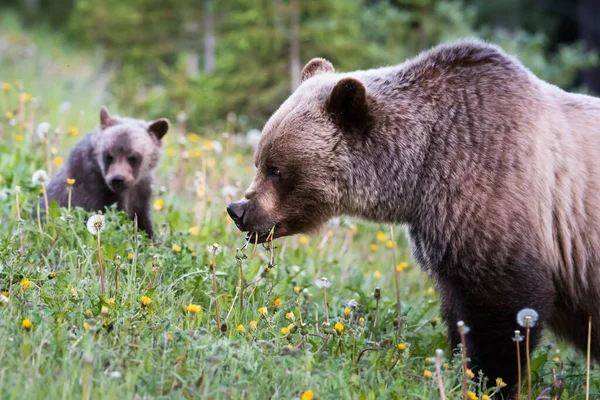 Niedźwiedzie Grizzly Dziczy Zwierzęta Natura Fauna — Zdjęcie stockowe