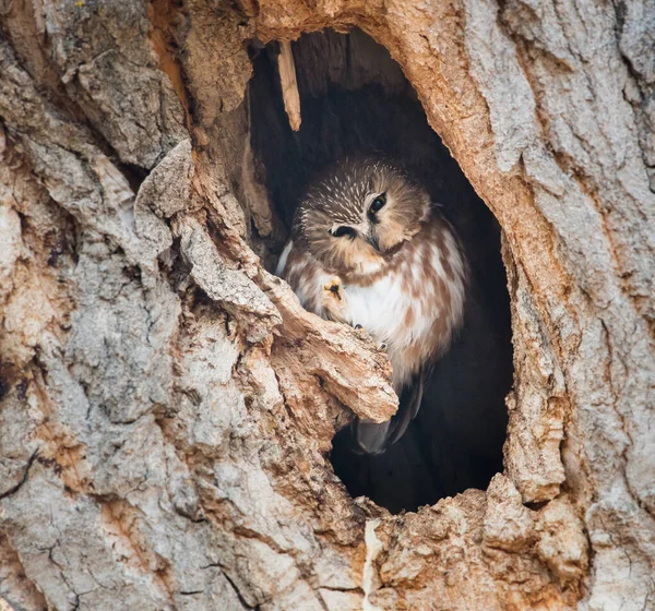 Uggla Vilt Tillstånd Fågel Natur Fauna — Stockfoto