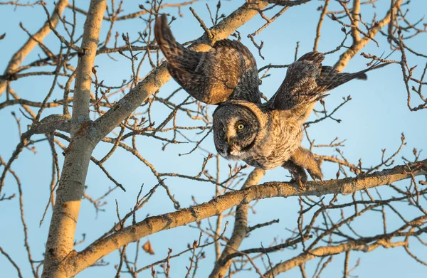 Vahşi Yaşam Baykuş Kuş Doğa Fauna — Stok fotoğraf