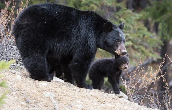 Zwarte Beren Het Wild Dieren Natuur Fauna — Stockfoto