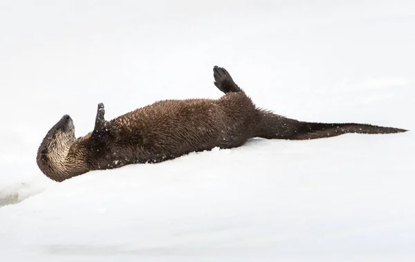 River Otter Inverno Natureza Fauna — Fotografia de Stock