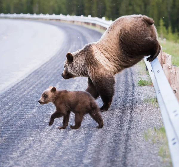 Ursos Pardos Estado Selvagem Animais Natureza Fauna — Fotografia de Stock