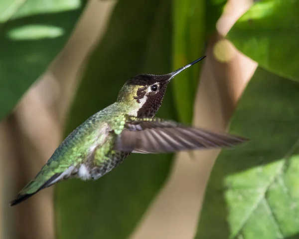Hummingbirdin Selvagem Pássaro Natureza Fauna — Fotografia de Stock