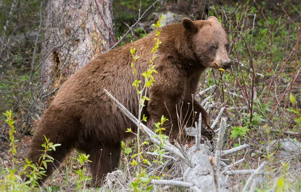 Oso Negro Estado Salvaje Animal Naturaleza Fauna — Foto de Stock