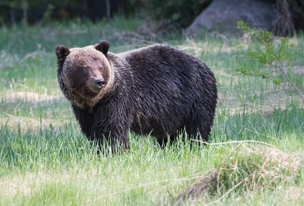 Orso Grizzly Selvatico Natura Fauna — Foto Stock