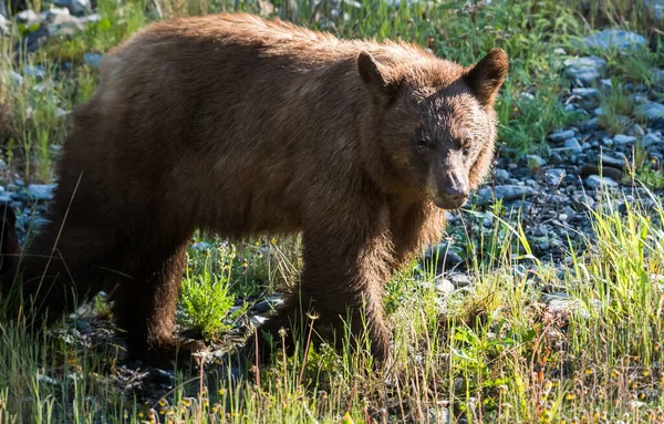 Czarny Niedźwiedź Dziczy Zwierzę Natura Fauna — Zdjęcie stockowe