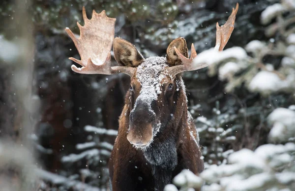 Łoś Dziczy Zwierzaku Natura Fauna — Zdjęcie stockowe