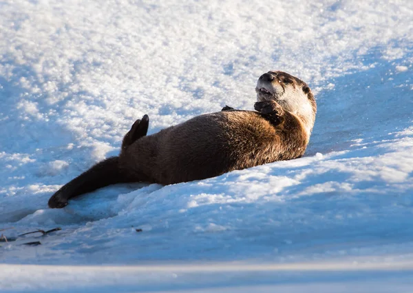 River Otter Animale Natura Fauna — Foto Stock