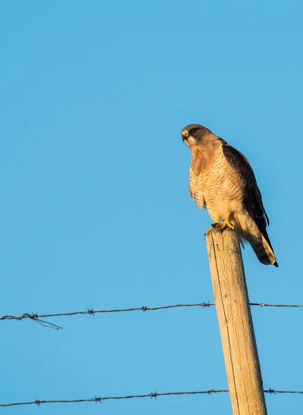 Vahşi Yaşam Şahin Kuş Doğa Fauna — Stok fotoğraf