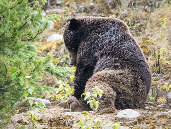 Orso Grizzly Animale Natura Fauna — Foto Stock