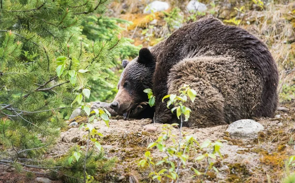 Orso Grizzly Animale Natura Fauna — Foto Stock