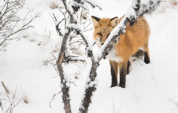 Raposa Vermelha Selvagem Inverno Natureza Fauna — Fotografia de Stock