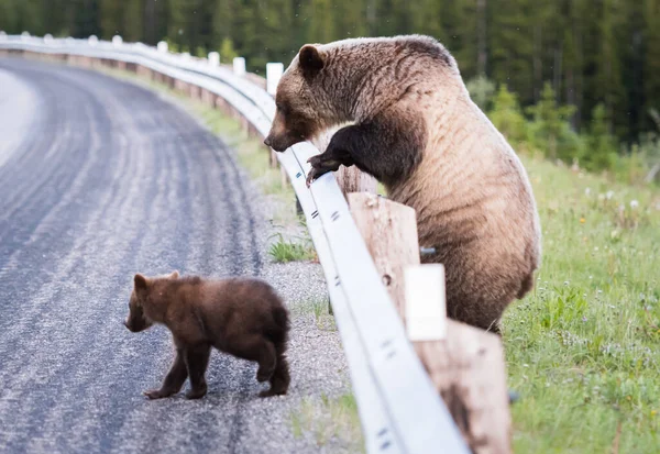Ursos Pardos Estado Selvagem Animais Natureza Fauna — Fotografia de Stock