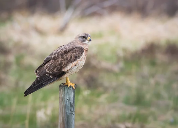 Faune Faucon Oiseau Nature Faune — Photo