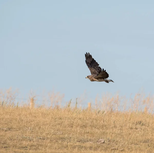 Faune Faucon Oiseau Nature Faune — Photo