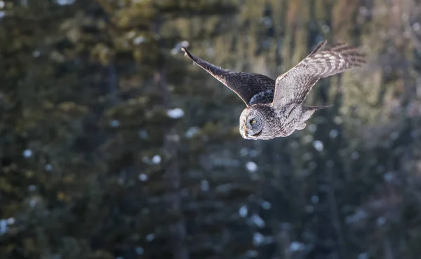 Uggla Vilt Tillstånd Djur Natur Fauna — Stockfoto