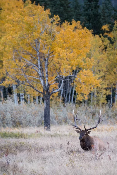 Wild Bull Elk Animal Nature Fauna — Stock Photo, Image