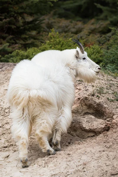 Cabra Montaña Animal Naturaleza Fauna — Foto de Stock