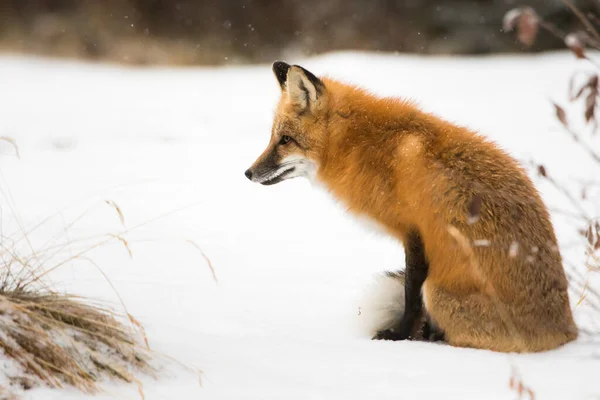 Zorro Rojo Salvaje Invierno Naturaleza Fauna —  Fotos de Stock