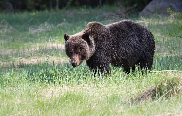 Orso Grizzly Selvatico Natura Fauna — Foto Stock