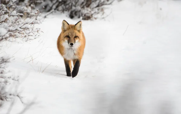 Kızıl Tilki Hayvan Doğa Fauna — Stok fotoğraf