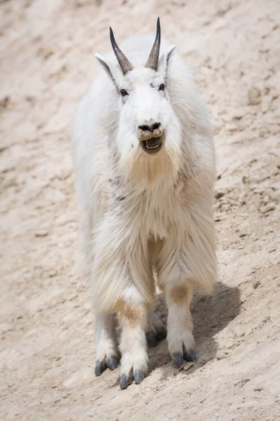 Capra Montagna Animale Natura Fauna — Foto Stock