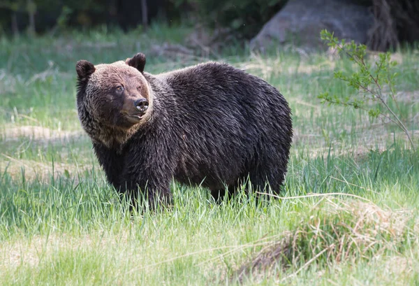 Oso Pardo Salvaje Naturaleza Fauna — Foto de Stock