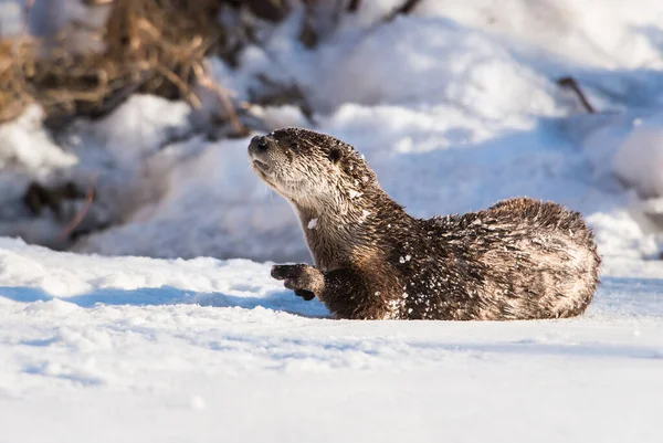 River Otter Animal Nature Fauna — Stock Photo, Image
