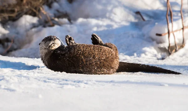 River Otter Animal Nature Fauna — Stock Photo, Image