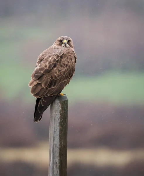 Wildlife Hawk Bird Nature Fauna — Stock Photo, Image