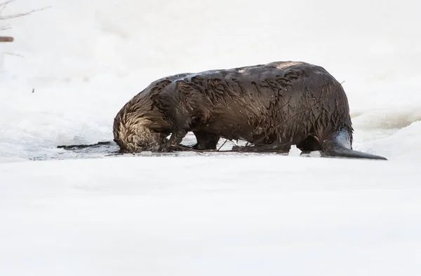Зимой Река Оттер Природа Фауна — стоковое фото