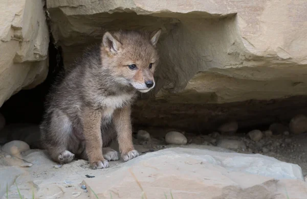 Kojot Wolności Zwierzaku Natura Fauna — Zdjęcie stockowe