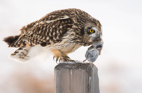 Faune Hibou Oiseau Nature Faune — Photo