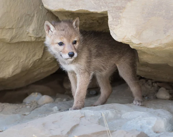 Coyote Pup Het Wild Dier Natuur Fauna — Stockfoto