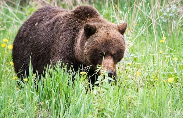 Divoký Medvěd Grizzly Zvíře Příroda Fauna — Stock fotografie