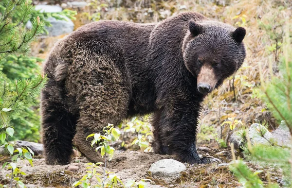 Orso Grizzly Animale Natura Fauna — Foto Stock