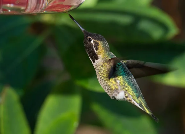 Kolibri Vild Fågel Natur Fauna — Stockfoto