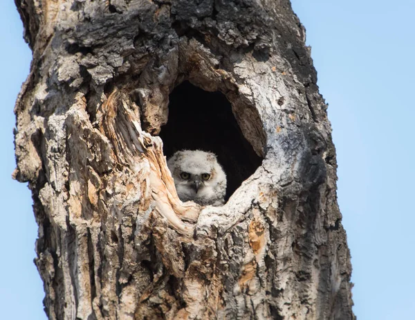 Búho Salvaje Pájaro Naturaleza Fauna — Foto de Stock