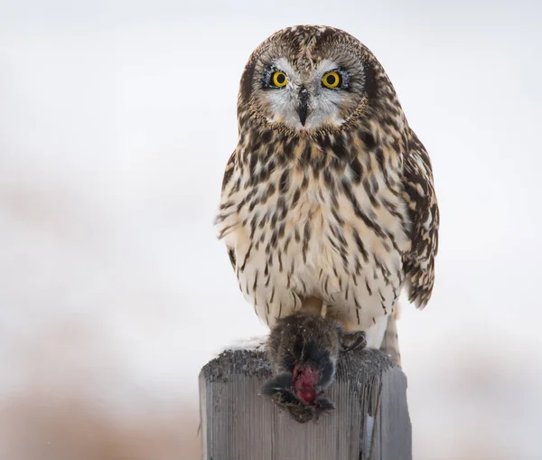 Dzika Przyroda Sowa Ptak Natura Fauna — Zdjęcie stockowe