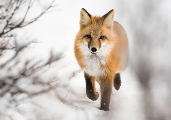Red fox, animal. Nature, fauna