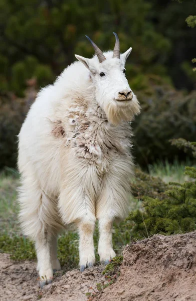 Cabra Montanha Animal Natureza Fauna — Fotografia de Stock