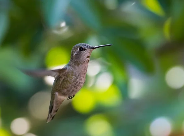 Kolibri Vild Fågel Natur Fauna — Stockfoto