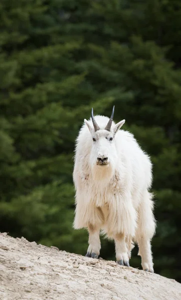 Cabra Montanha Animal Natureza Fauna — Fotografia de Stock